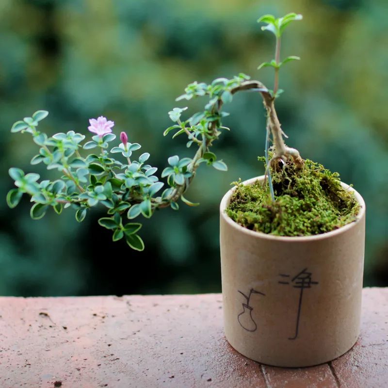 小盆栽植物图片（适合养在家里的小型盆栽推荐）