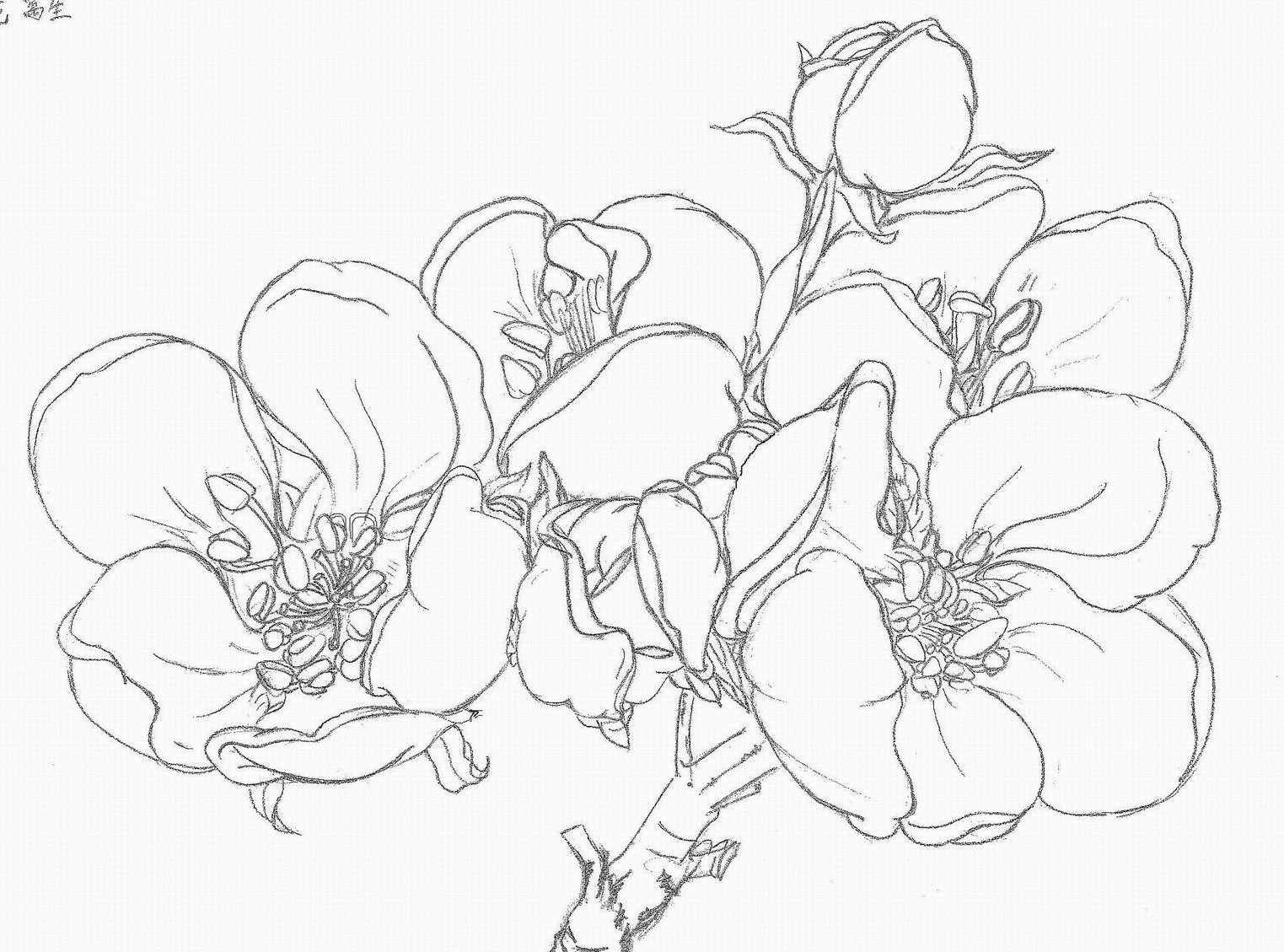 白描在勾线时行笔不要太快,要有节奏.