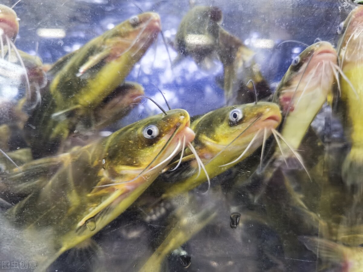 螃蟹腰斩，金鲳陷入困境，黄颡鱼下滑，假期能否挽救鱼蟹？