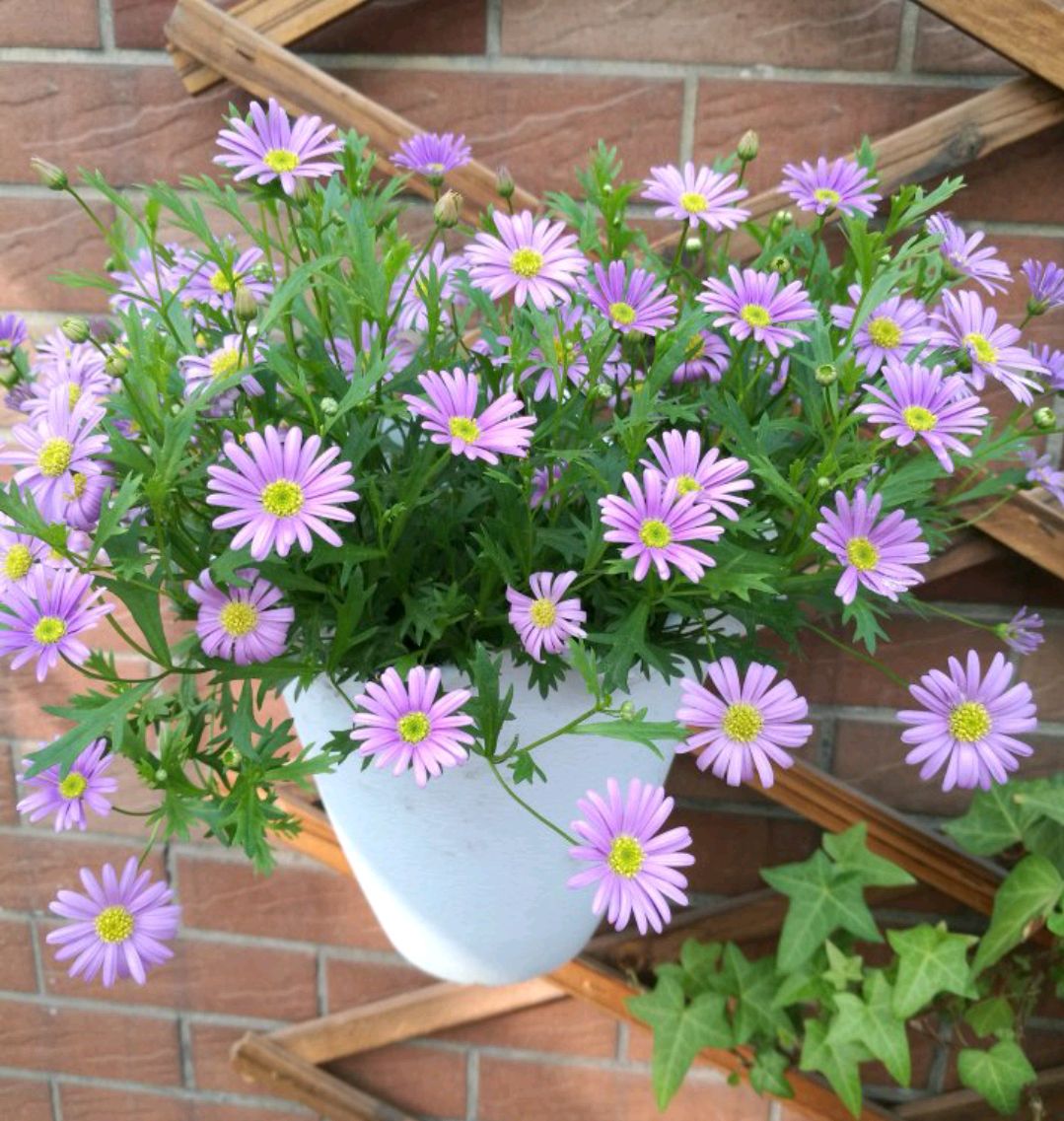 花卉绿植盆栽有什么推荐（100种室内盆栽花草图鉴）