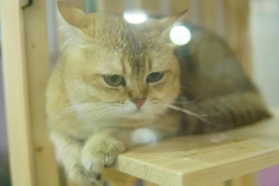 又一进口猫粮致猫死亡，宠物食品安全问题已是刻不容缓