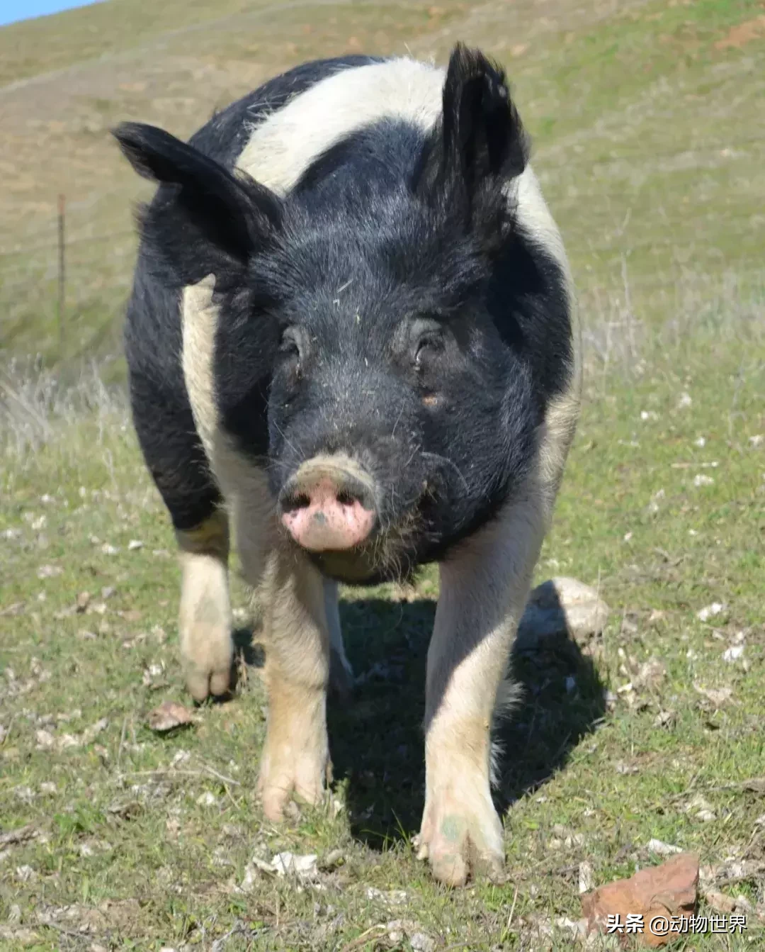 汉普夏猪皮特兰猪原产于比利时的布拉特地区皮特兰
