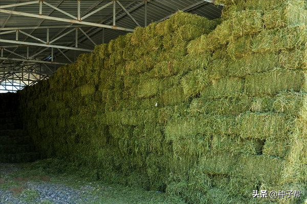 東北耐寒牧草，耐寒-40度，“牧草之王”紫花苜蓿，收割加工流程