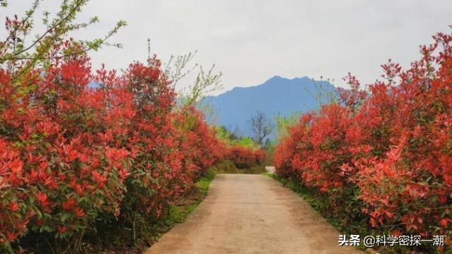 石楠树花散发类似于男性精液的气味，为何还要在校园内广泛栽植？