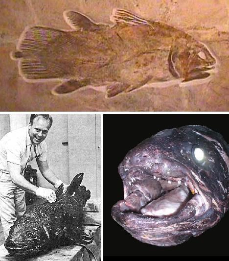 侏罗纪世界腔棘鱼怎么养新手必看「精心整理」 -骁龙网