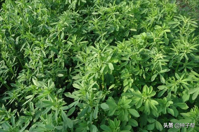 紫花苜蓿种子图片 紫花苜蓿种子多少钱一斤 帝思创