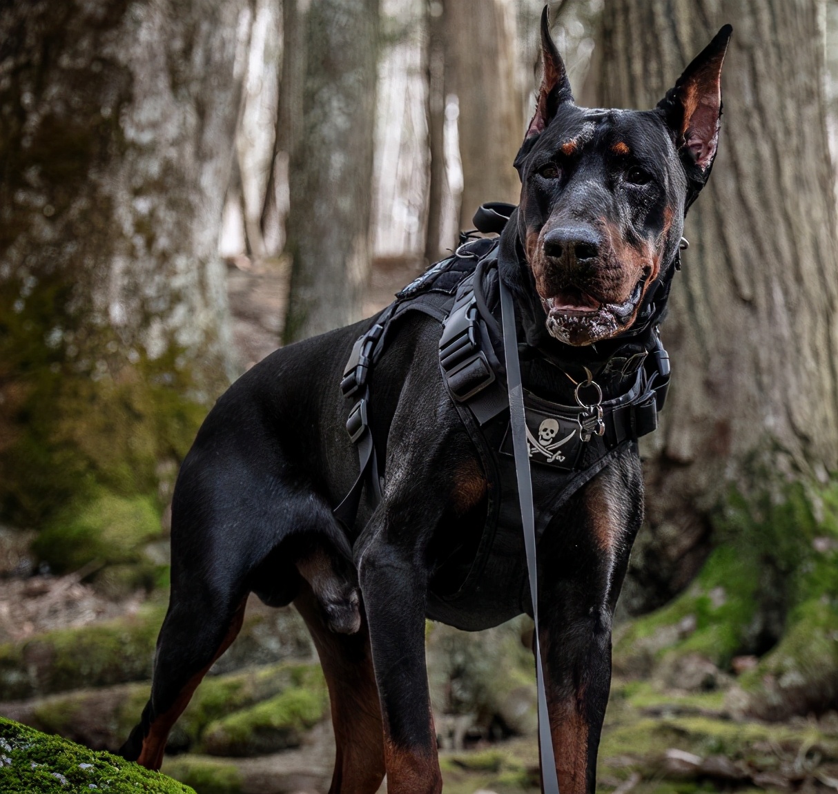 护卫犬有哪些品种排名，适合家养的七种护卫犬排行榜