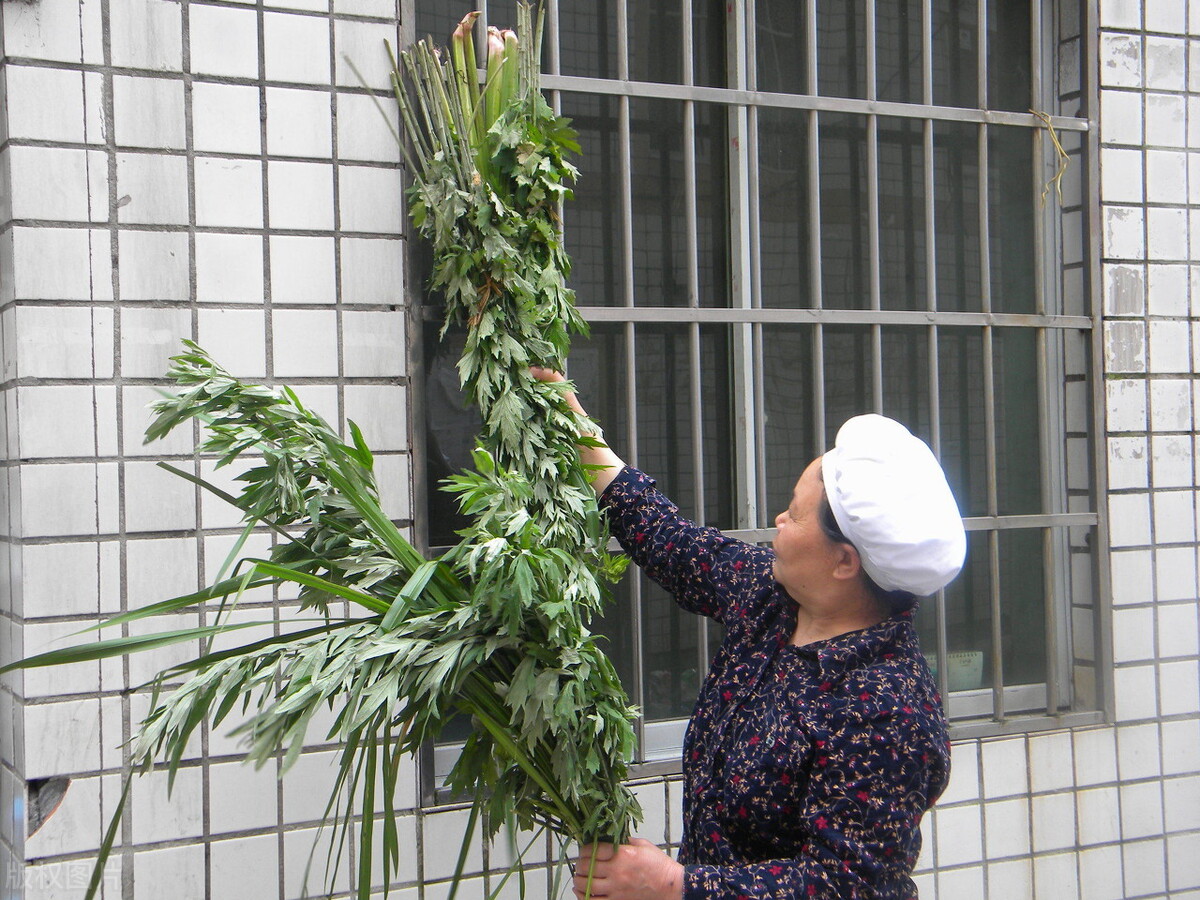 艾叶草图片(端午将至) - 赤虎壹号