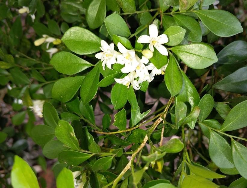 夜来香长什么样子（这花晚上才开花香气十足）