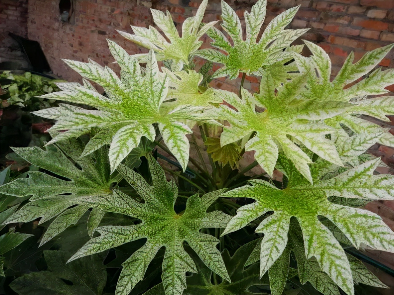 13八爪金龙花怎么养最佳「专业回答」 -骁龙网