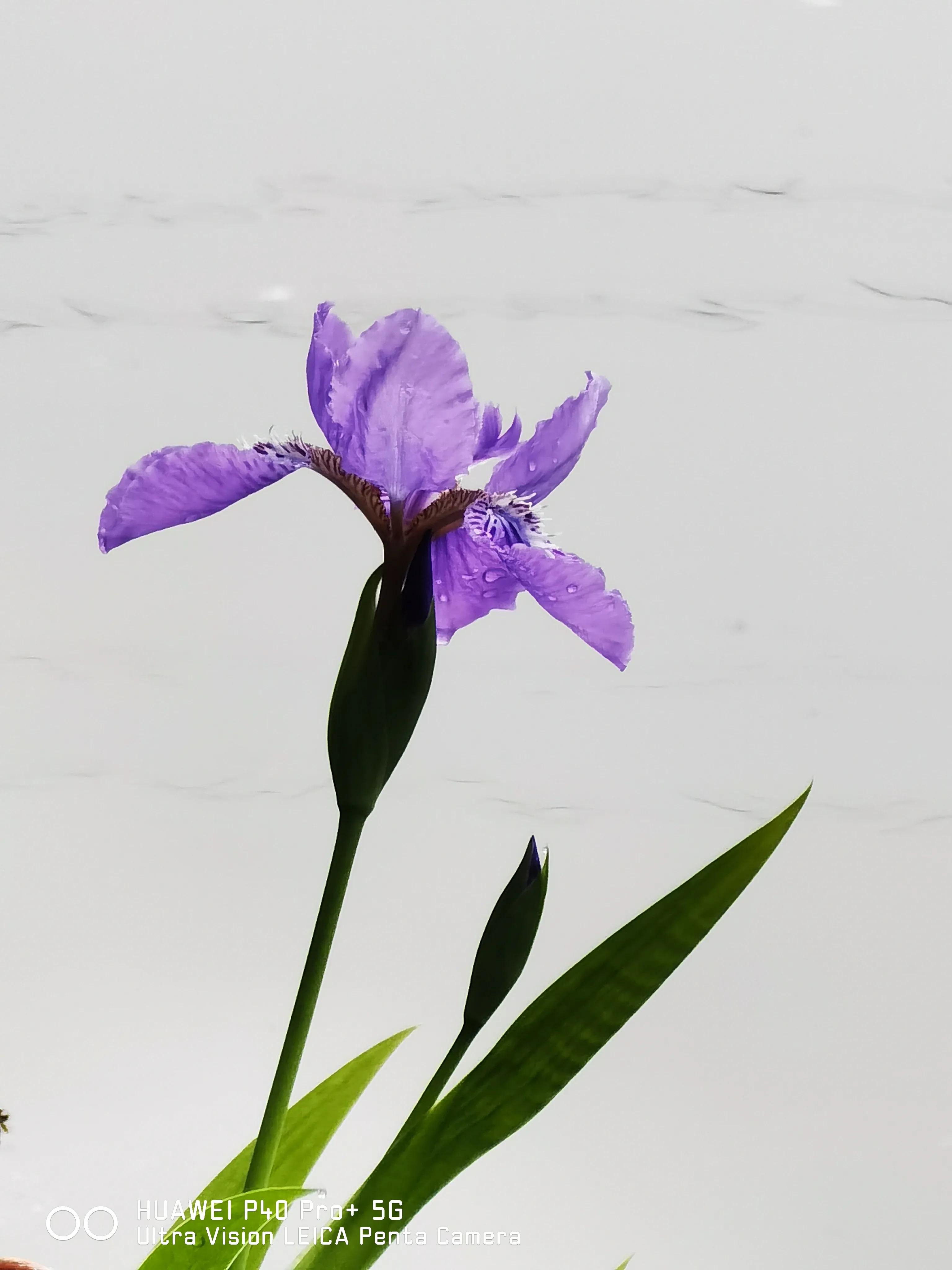 每日一诗《过零丁洋》