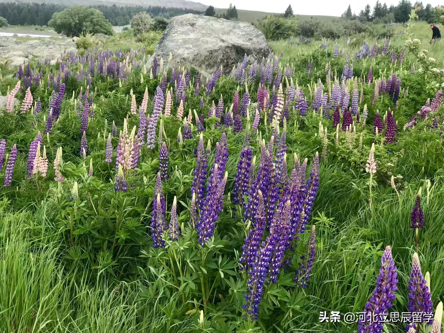 号称严谨的国家——德国留学有哪些热门专业值得选择？