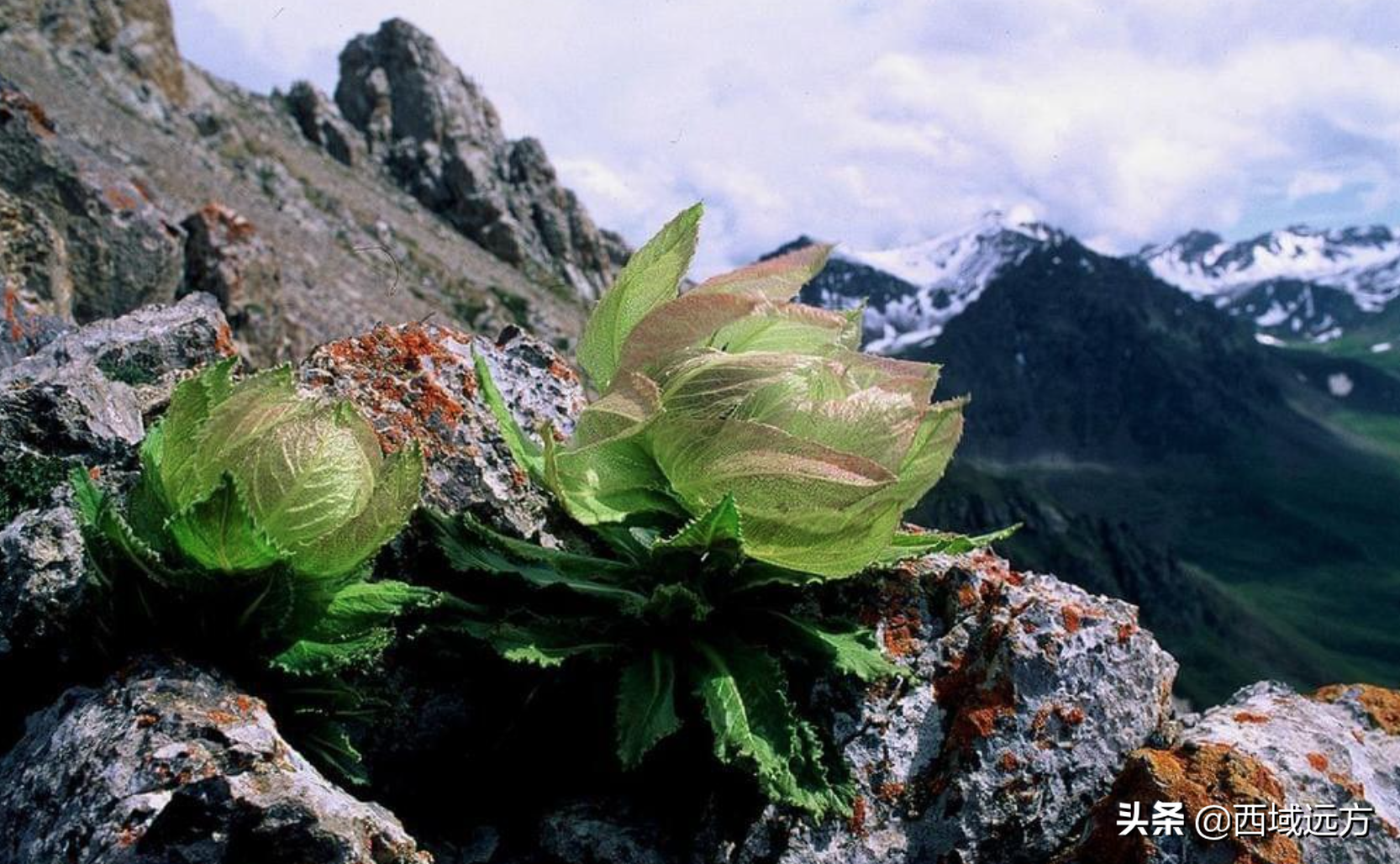 冰山上的雪莲花