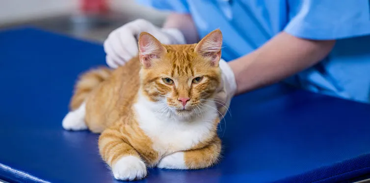 猫咪便血是怎么回事，又是什么导致的？