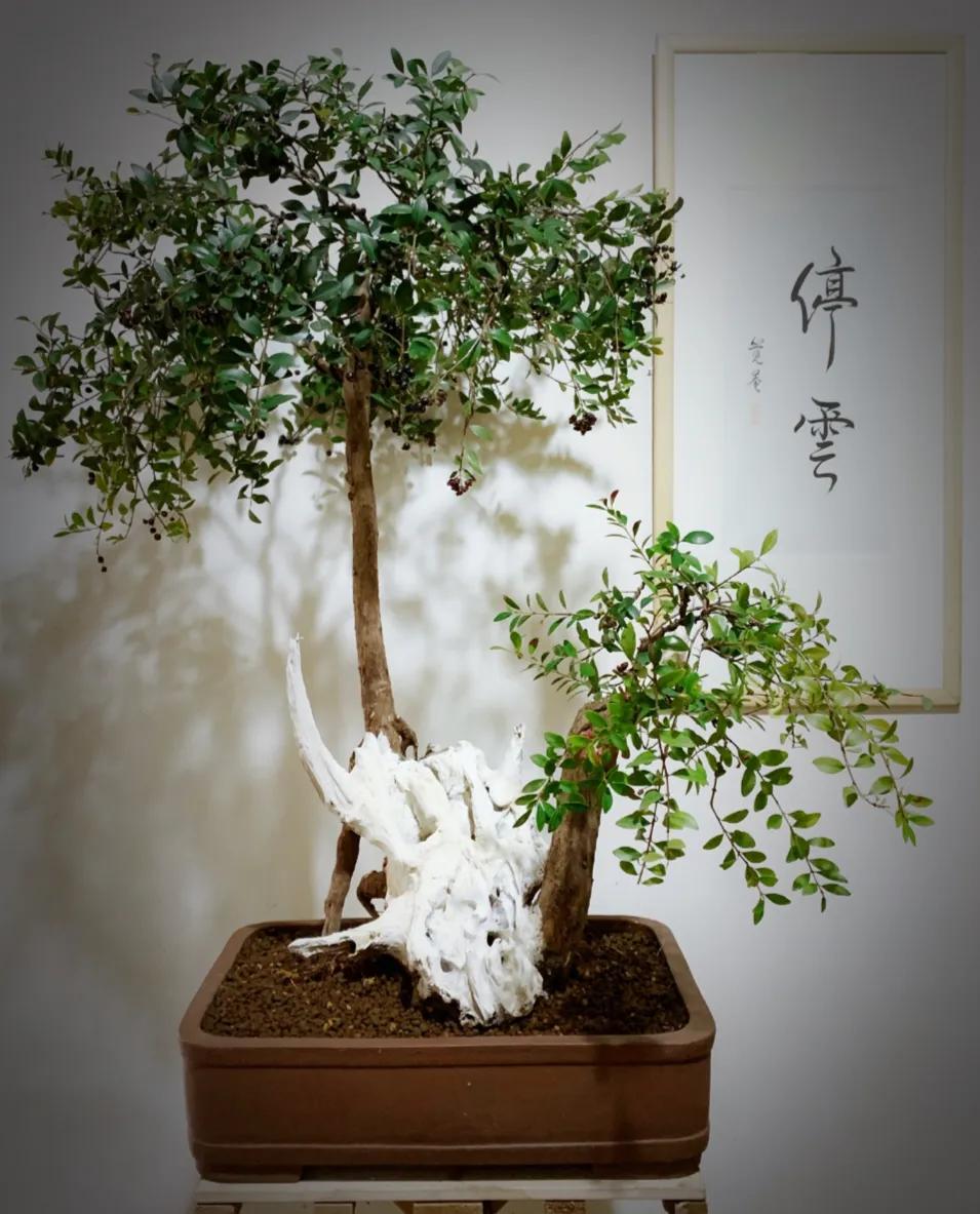 其实这是一种错误说法,赤楠有着美好寓意,其在风水上可起转运招财的