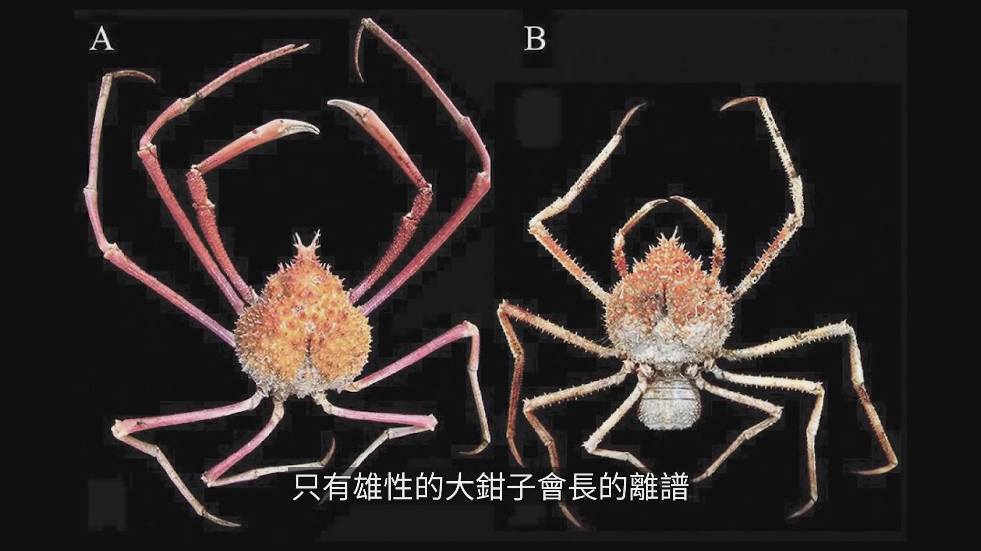 能活到100岁的蜘蛛蟹腿长2米,永不衰老的基因,有帝王蟹两倍大