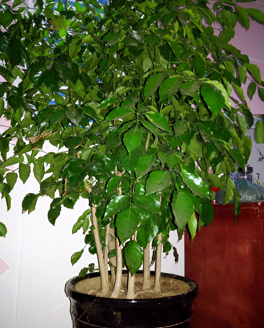 大盆室内幸福树怎么养不容易死科普