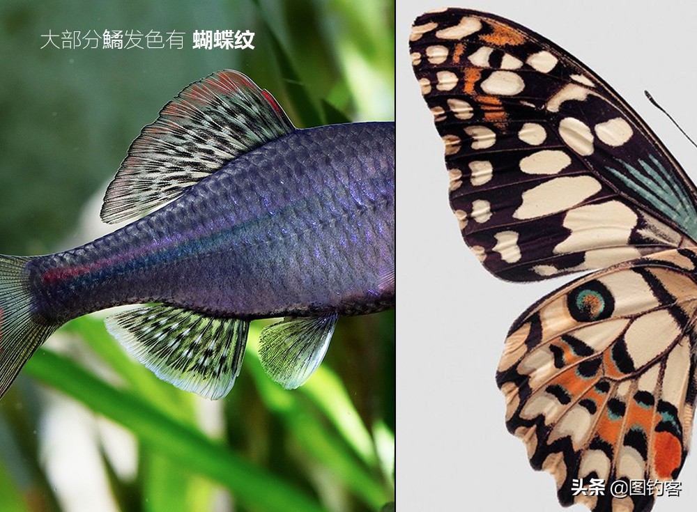 鳑鲏鱼没有人不认识，但个头大有须的鳑鲏你知道吗？它们叫“鱊”