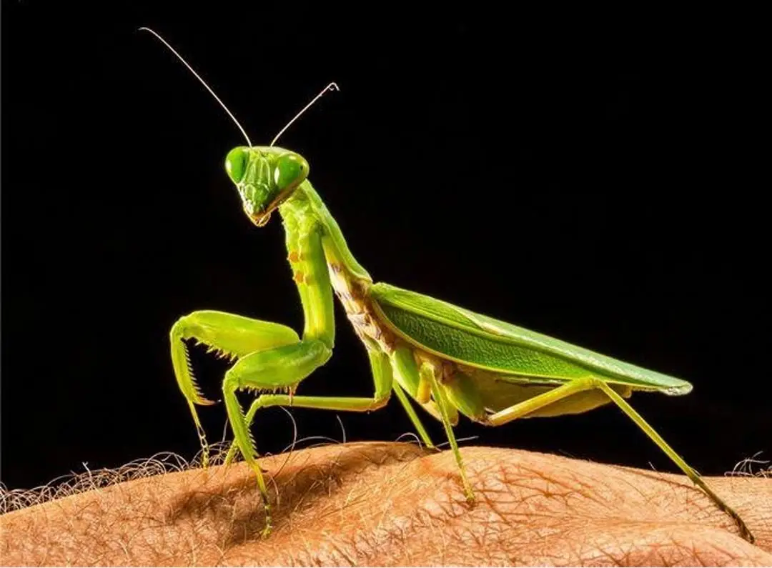 铁线虫会寄生在人体吗（铁线虫能够控制寄主意识行为）