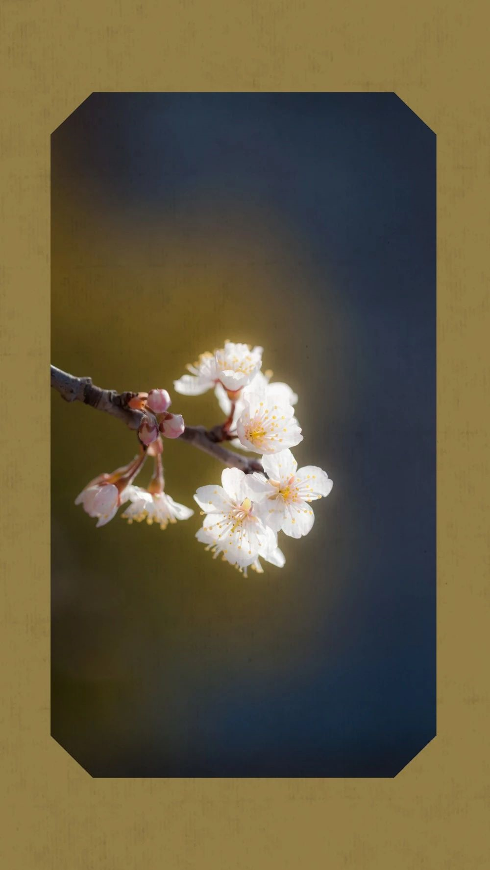 中国这10所大学壁纸第二期！厦门大学、中山大学等在列