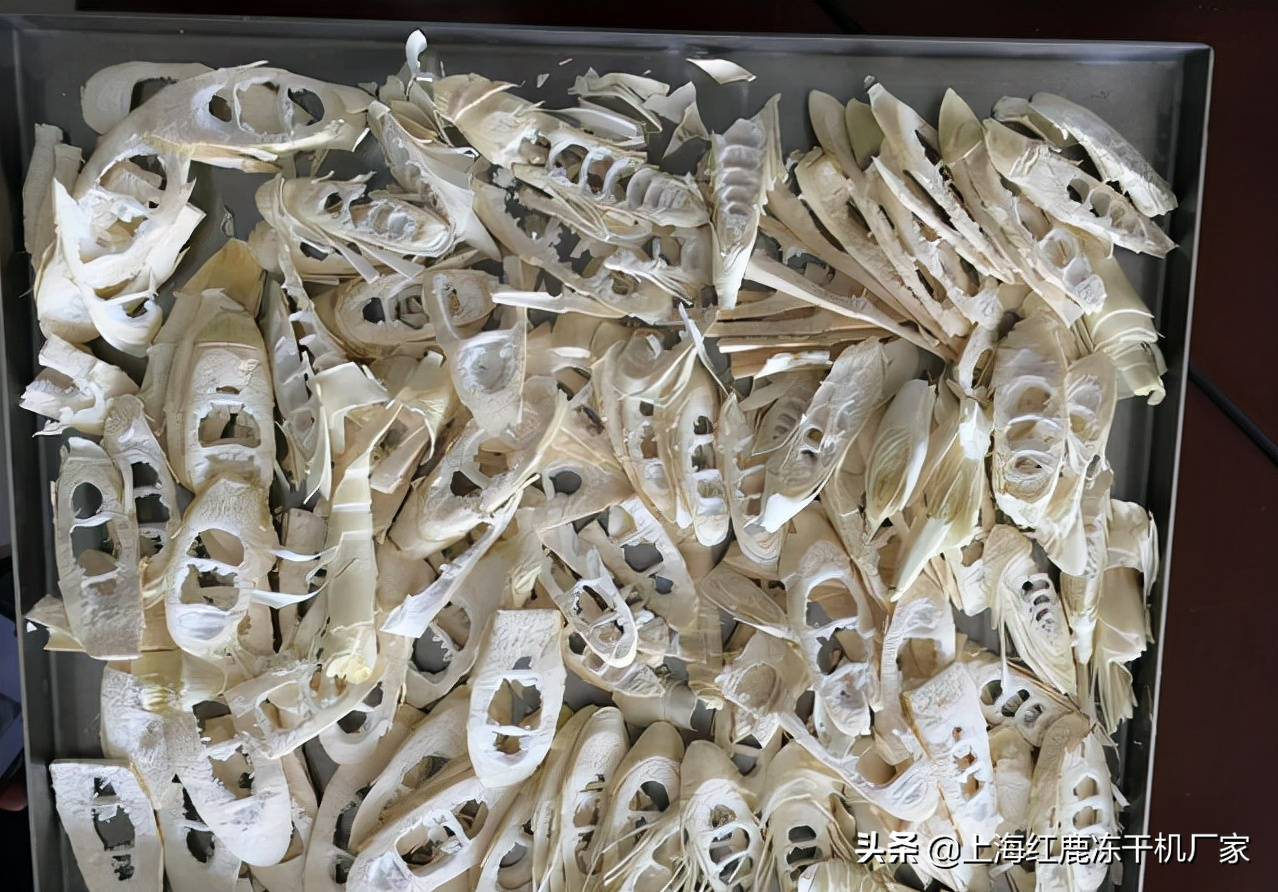 竹笋冻干机技术优势，竹笋冻干机生产工艺流程