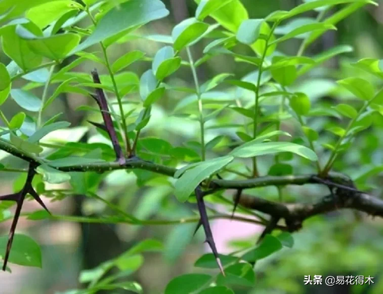 皂荚树与皂角树区别（全世界仅有6株野生的珍稀濒危物种）