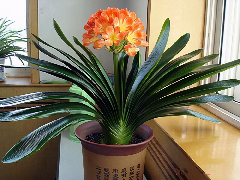 6种富贵花,都是长寿命,养了几十年,金玉满堂"风水旺"