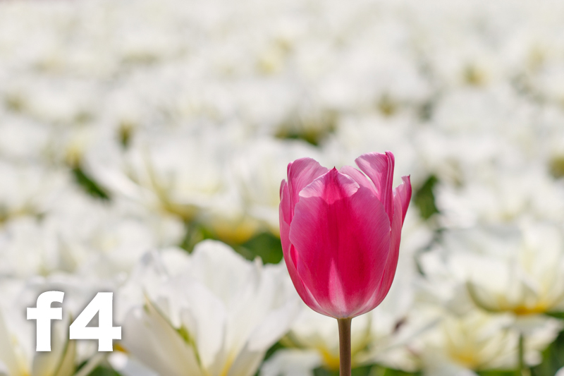 拍照想虚化背景？教新手如何控制景深