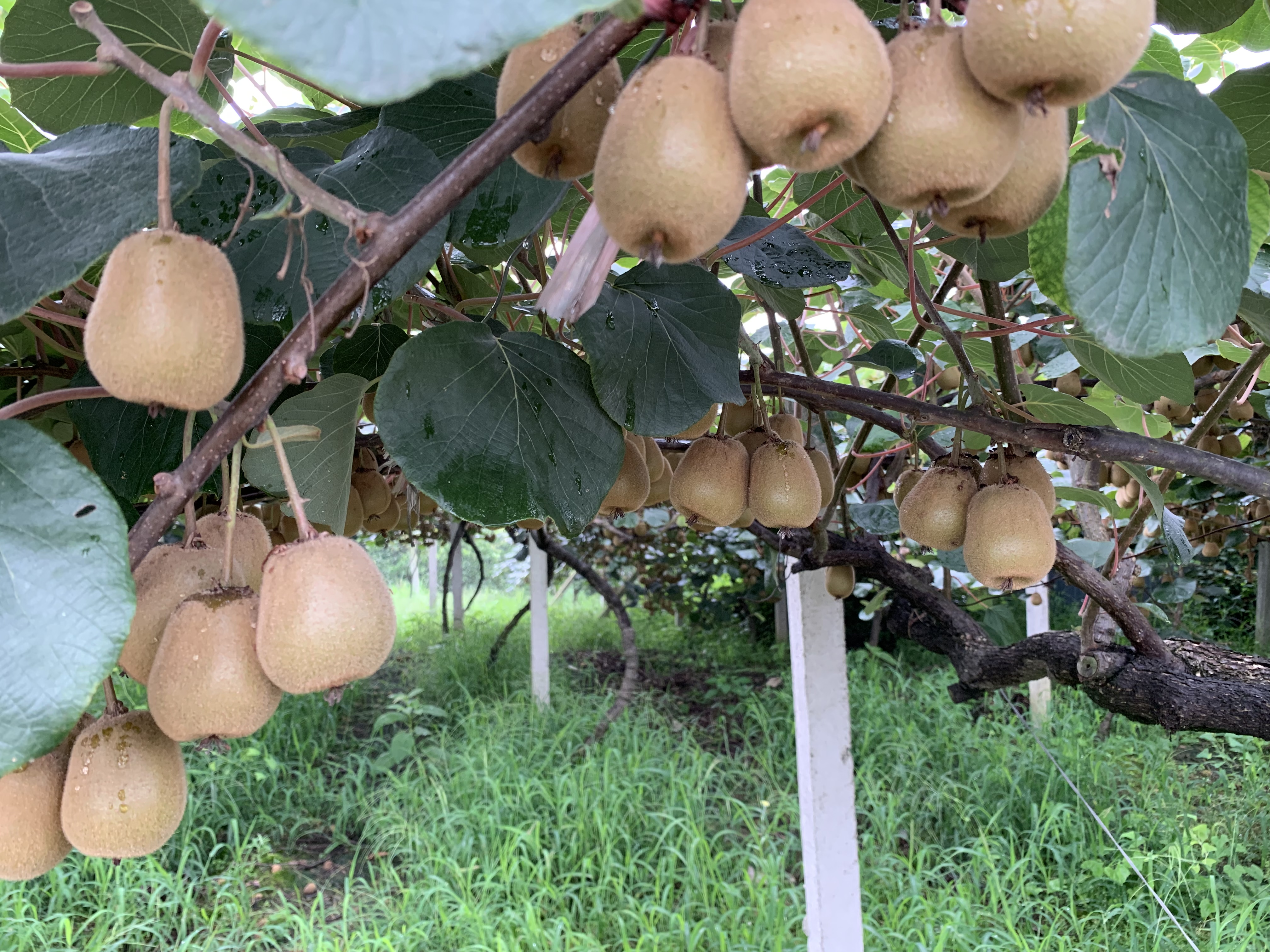 猕猴桃成熟季节是几月？分品种看环境，最早也就八九月