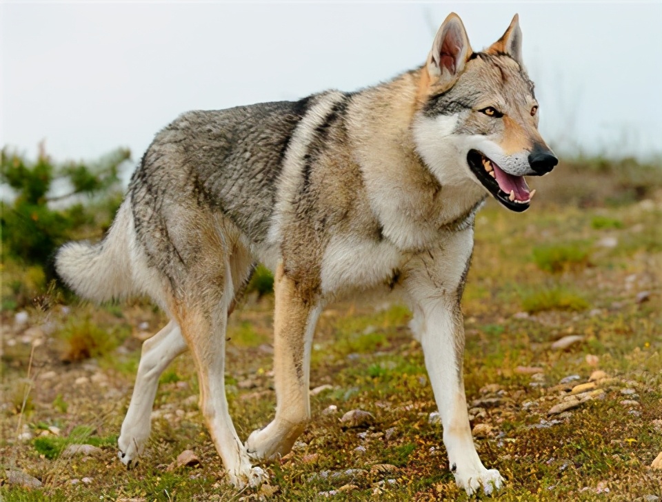 这几种忠诚的狗狗,原来也在禁养名单上,太遗憾了