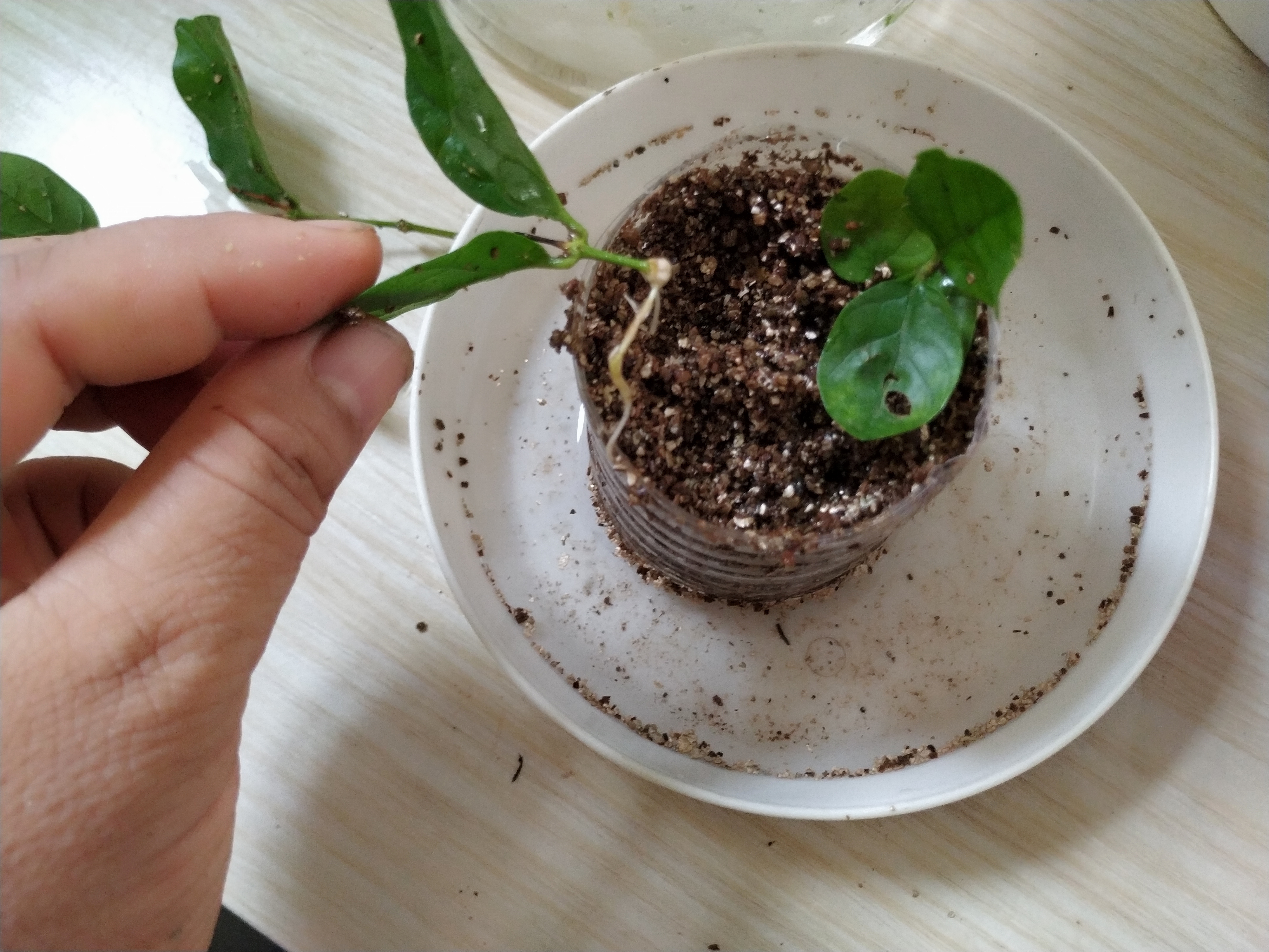 6种漂亮花,现在快扦插,扦插黄金季,越热越生根,一个月就开花