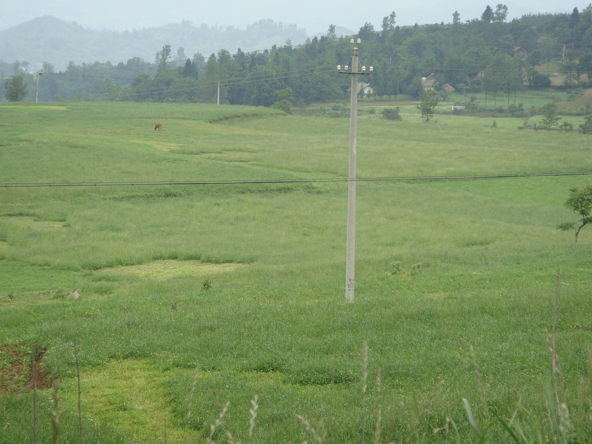 养牛、羊种植什么牧草好？怎样种植利用？