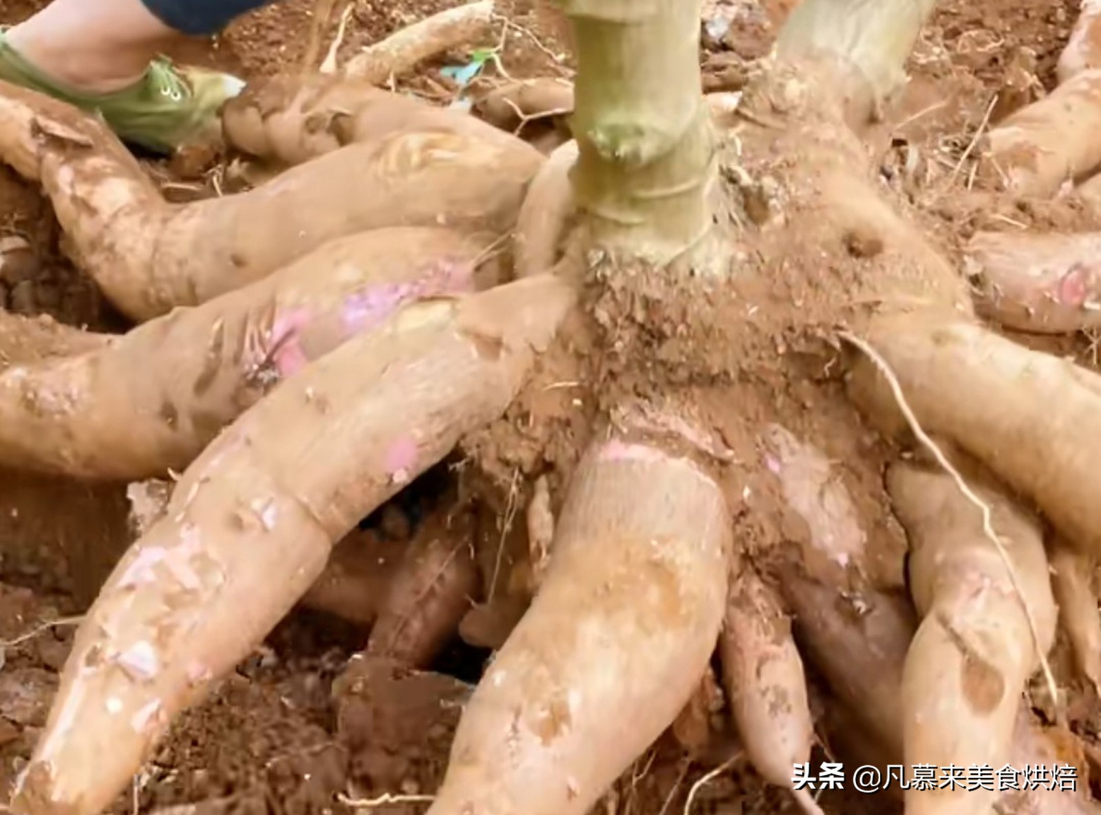 砍回养活了全球6亿人的木薯,做成一道快失传的美食"木薯粉虫"