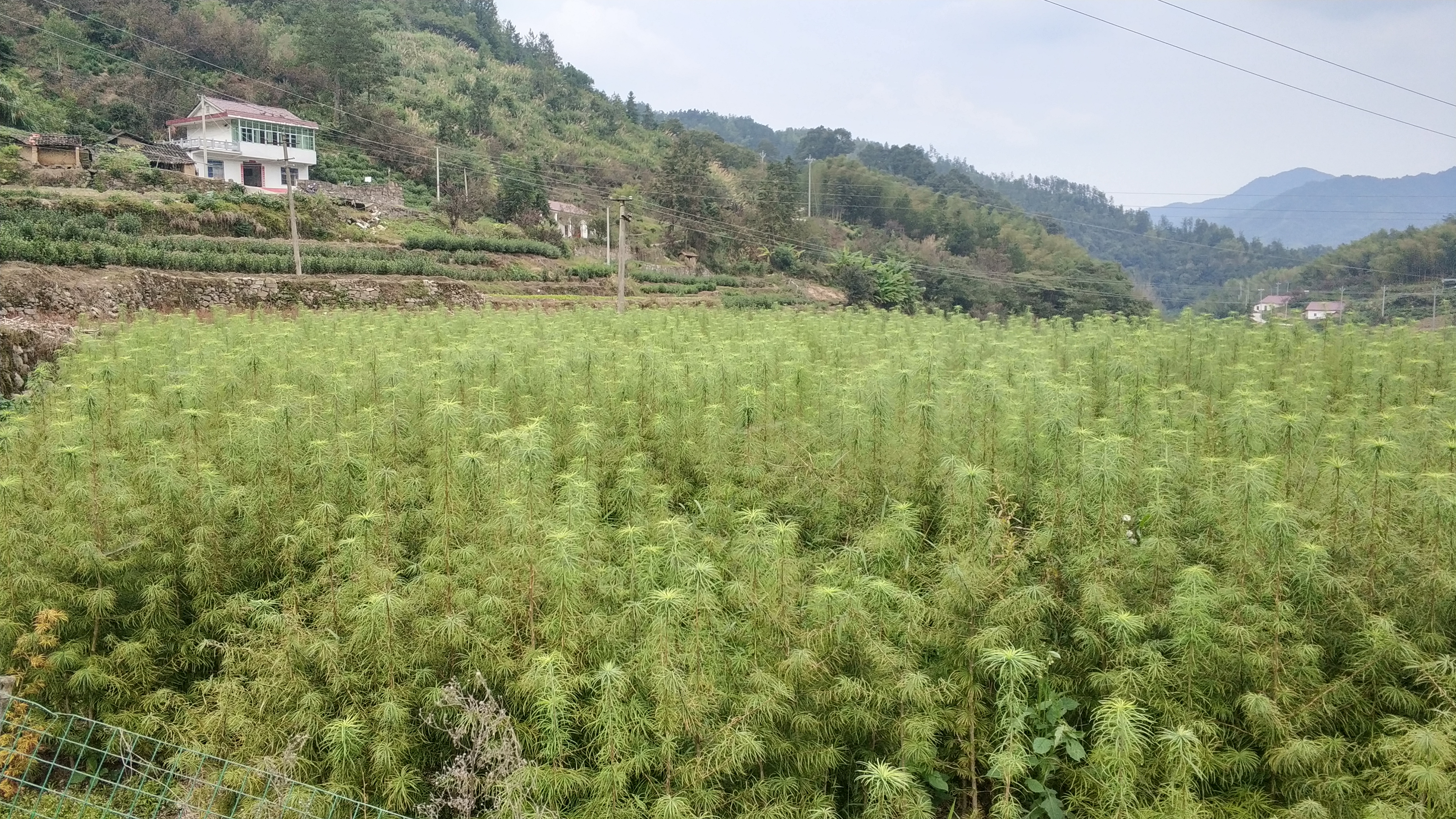 皖西大别山区的霍山山区常见的这19种中药材，你都认识吗