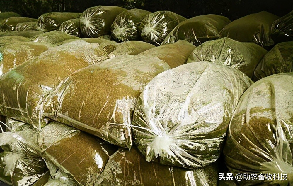 构树叶发酵配料喂养方法这样发酵后的构树叶饲料虽然蛋白等都比较高