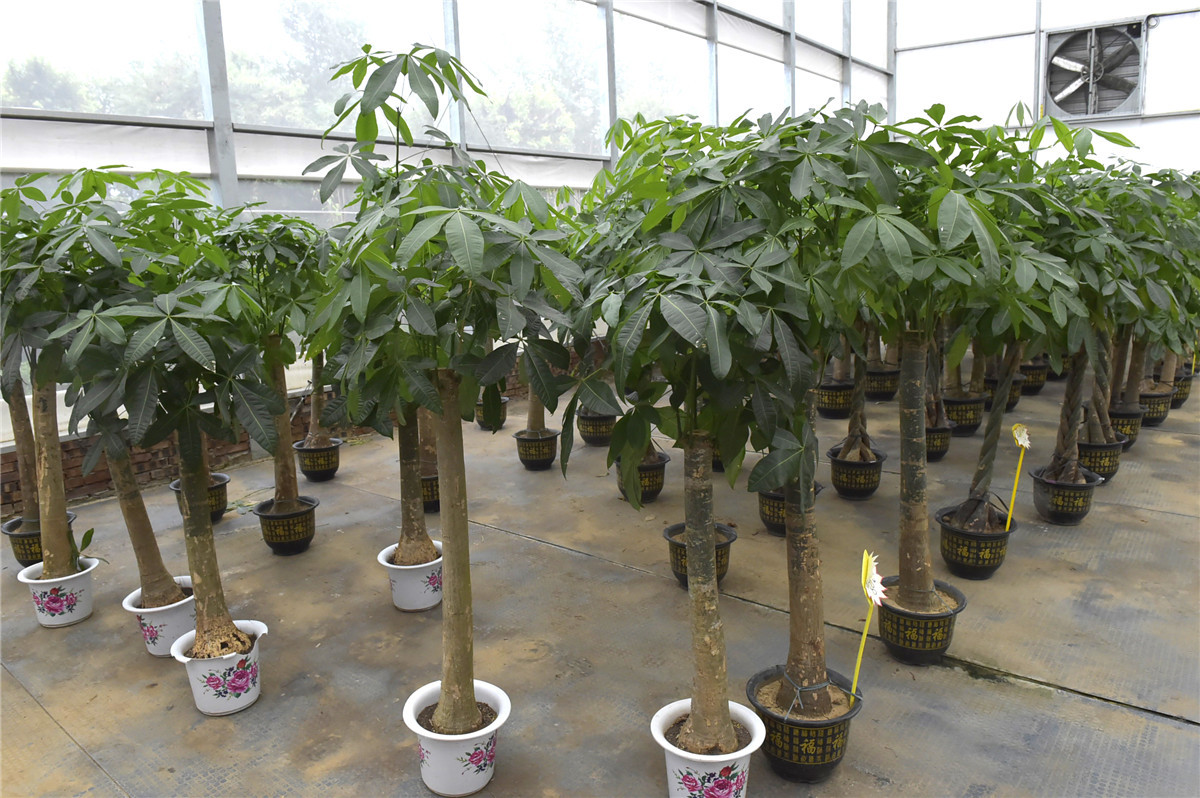 桂林:琳琅满目五彩缤纷的花卉超市