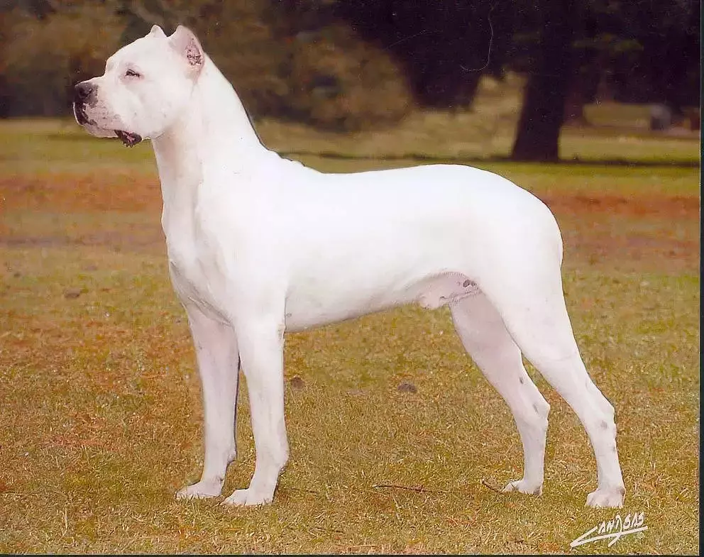 国外十种顶级猎犬，杜高才排第四，第一你想不到