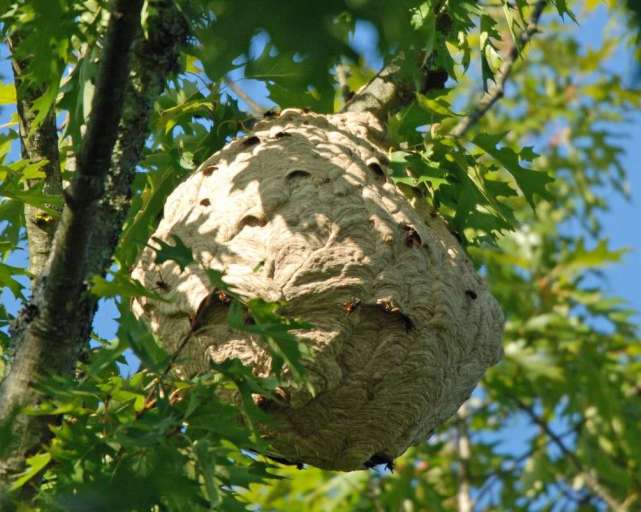 亚洲“杀人蜂”入侵北美，它的毒素能引起心脏骤停和过敏性休克