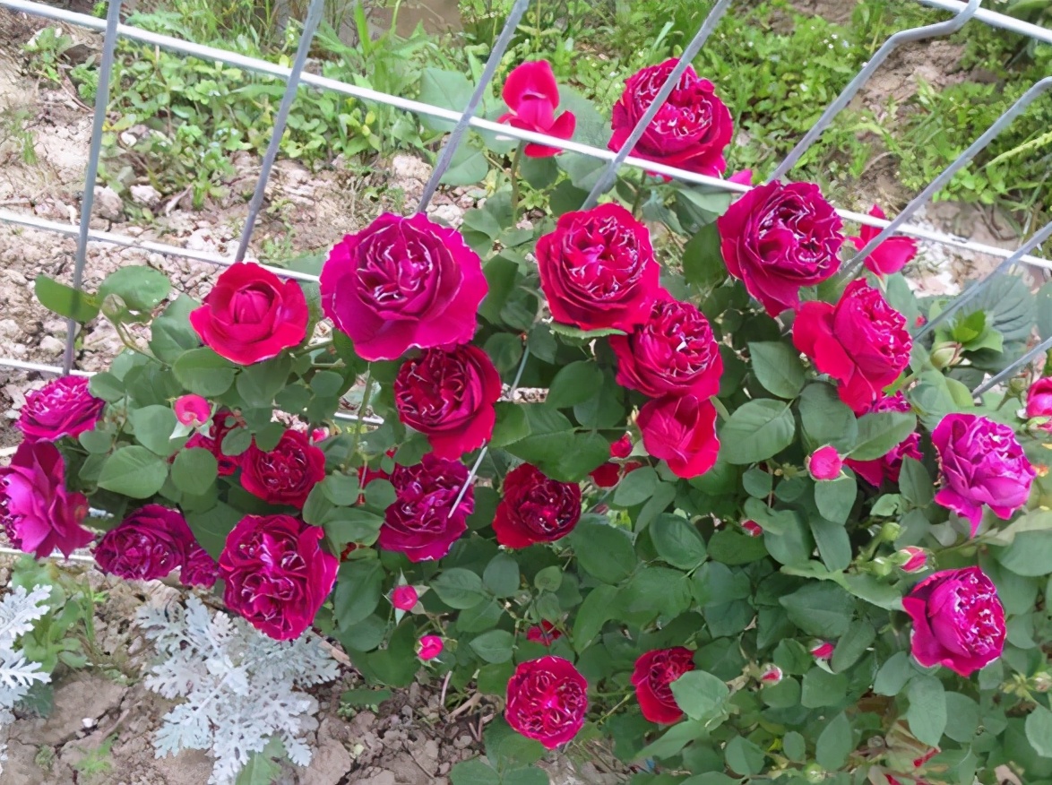 月季紫袍玉带,摸准这些"特质"养殖,随便管管就四季开花