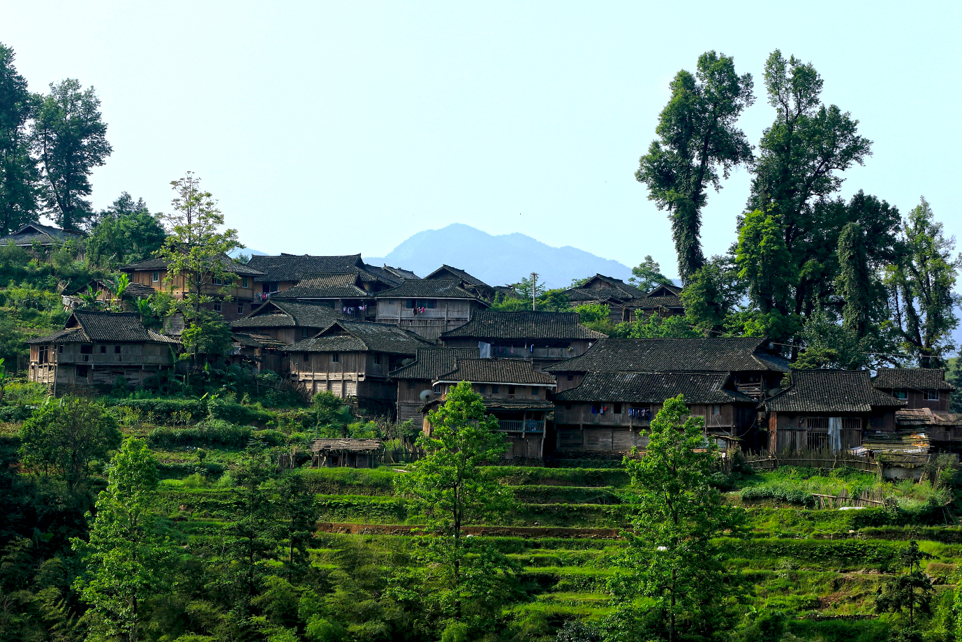 为了全村老小的生活,美女委身嫁给了一条狗