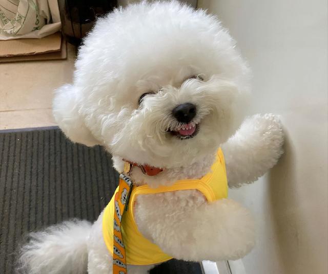 饲养注意:比熊犬是非常粘人的哦,它们需要主人的多点陪伴,不然会影响