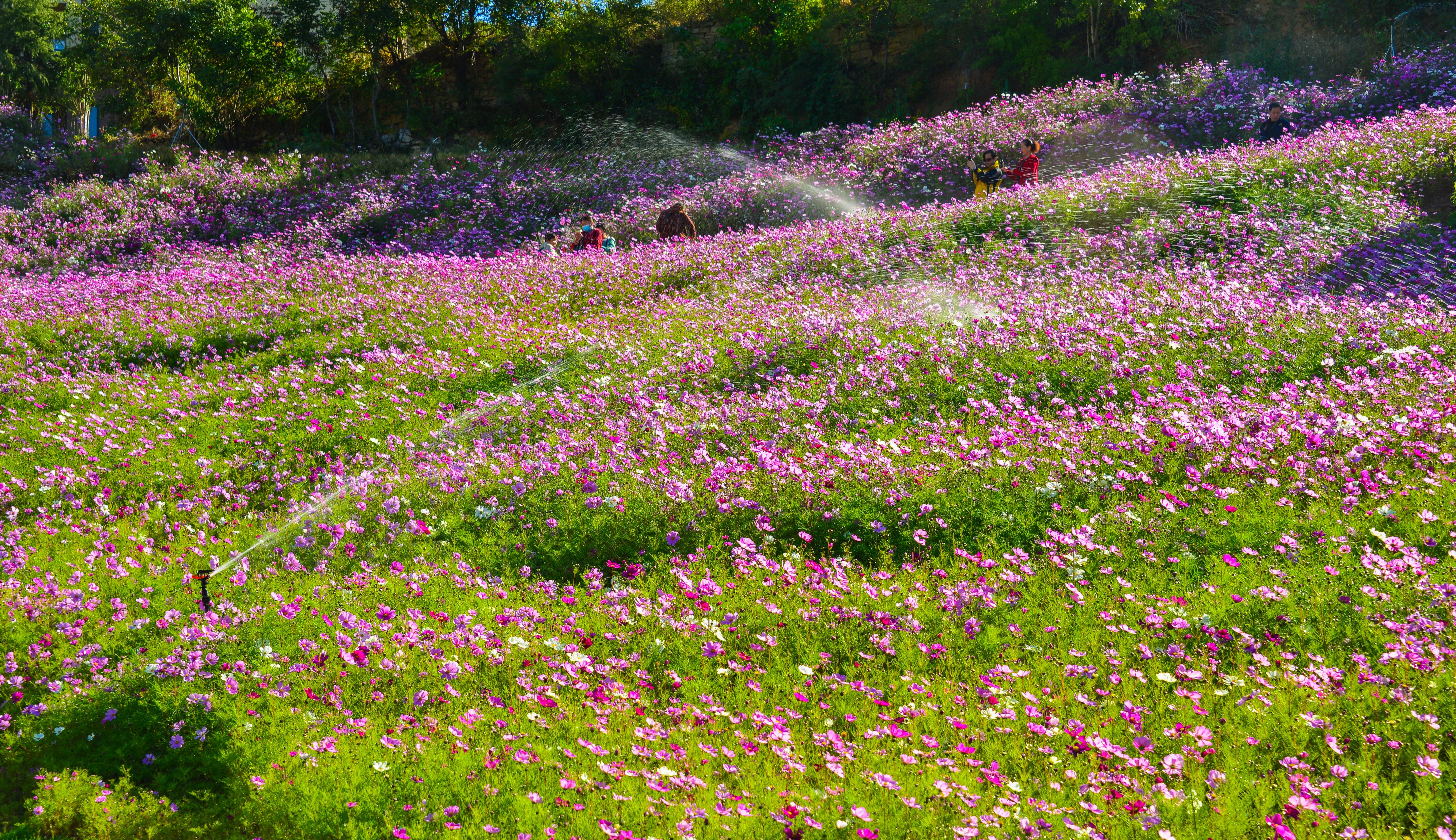 济南"格桑花海"绽放,宛如粉色海洋!