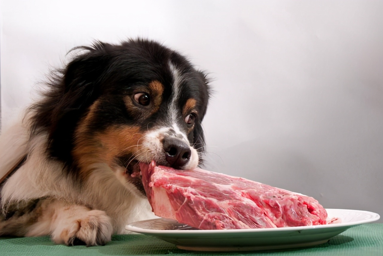狗能吃牛肉吗（狗狗可以吃的4种肉好吃又营养）