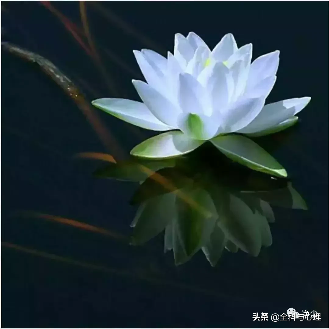 原来这就叫荷花定律