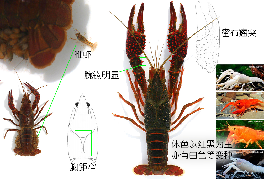 全面正确认识小龙虾