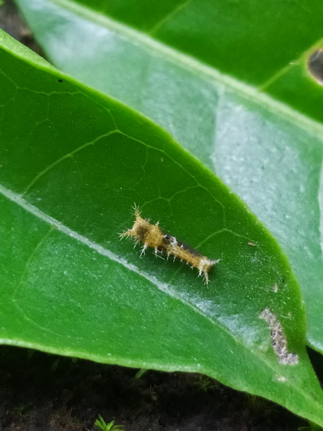 德罕翠凤蝶蛹怎么养最佳「精心整理」 -骁龙网