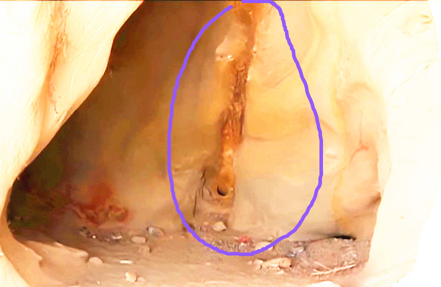 一神秘洞穴惊现15万年前
