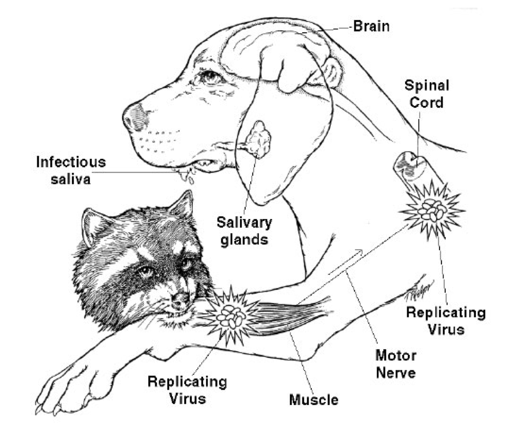 哪里可以抓野生英超(中国野猪开始局部泛滥，人猪矛盾不断激化，百万头野猪如何处理？)