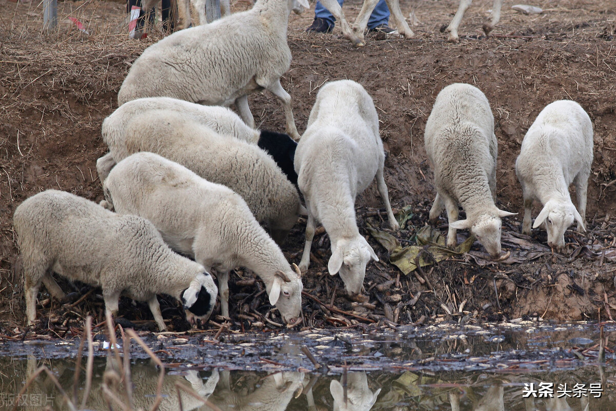 一头猪惨亏500元，羊价遭遇寒冬，鱼价集体走跌，养殖业发生了啥