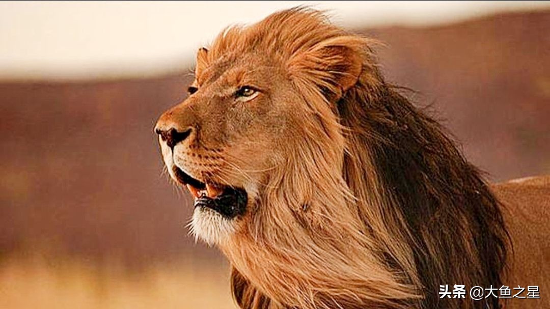 狻猊（suān ní）是文殊菩萨的坐骑？狮子吼寓意高僧讲经。